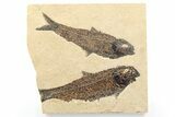 Multiple Fossil Fish (Knightia) Plate - Wyoming #356740-1